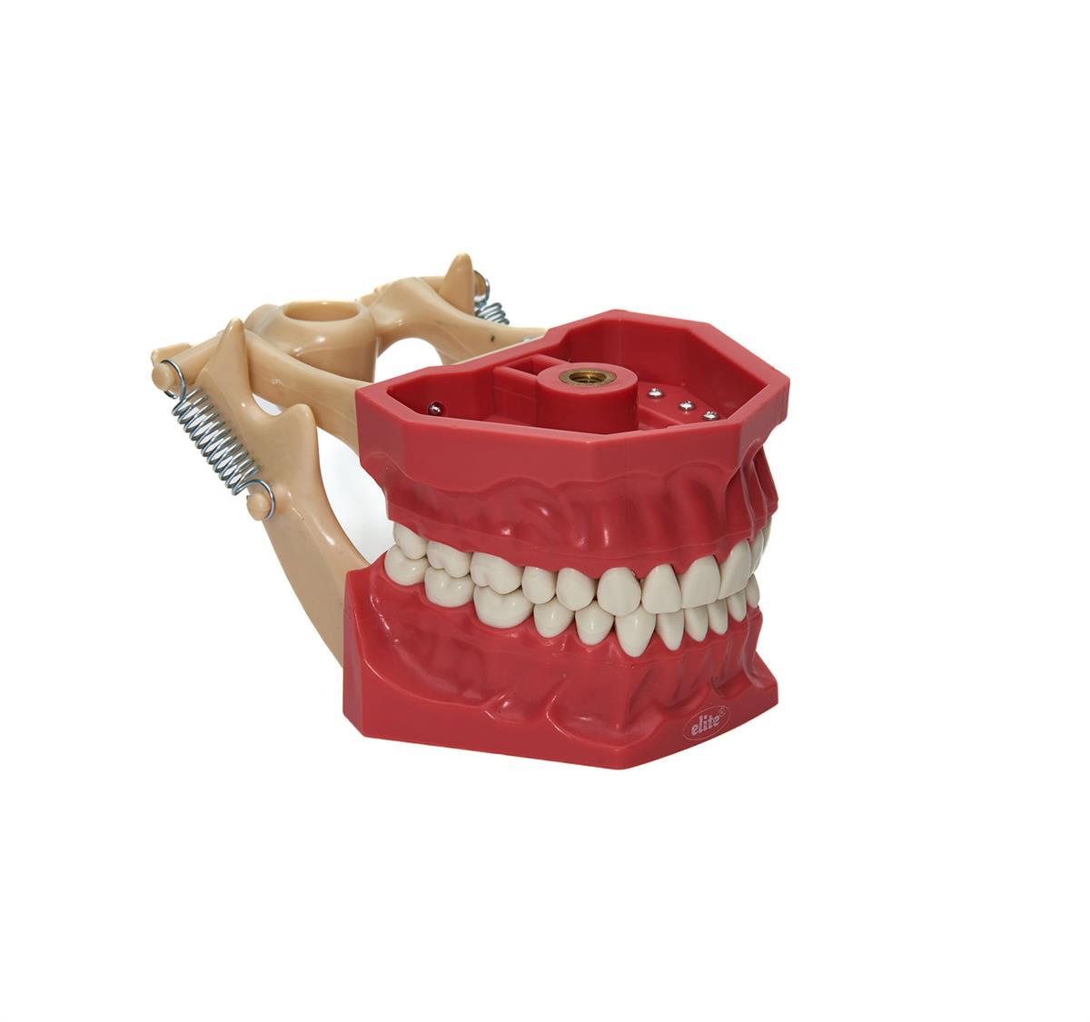 Elite Fantom Çene Sert Dişli - 32 Diş Etsiz Fantom Çene Modeli