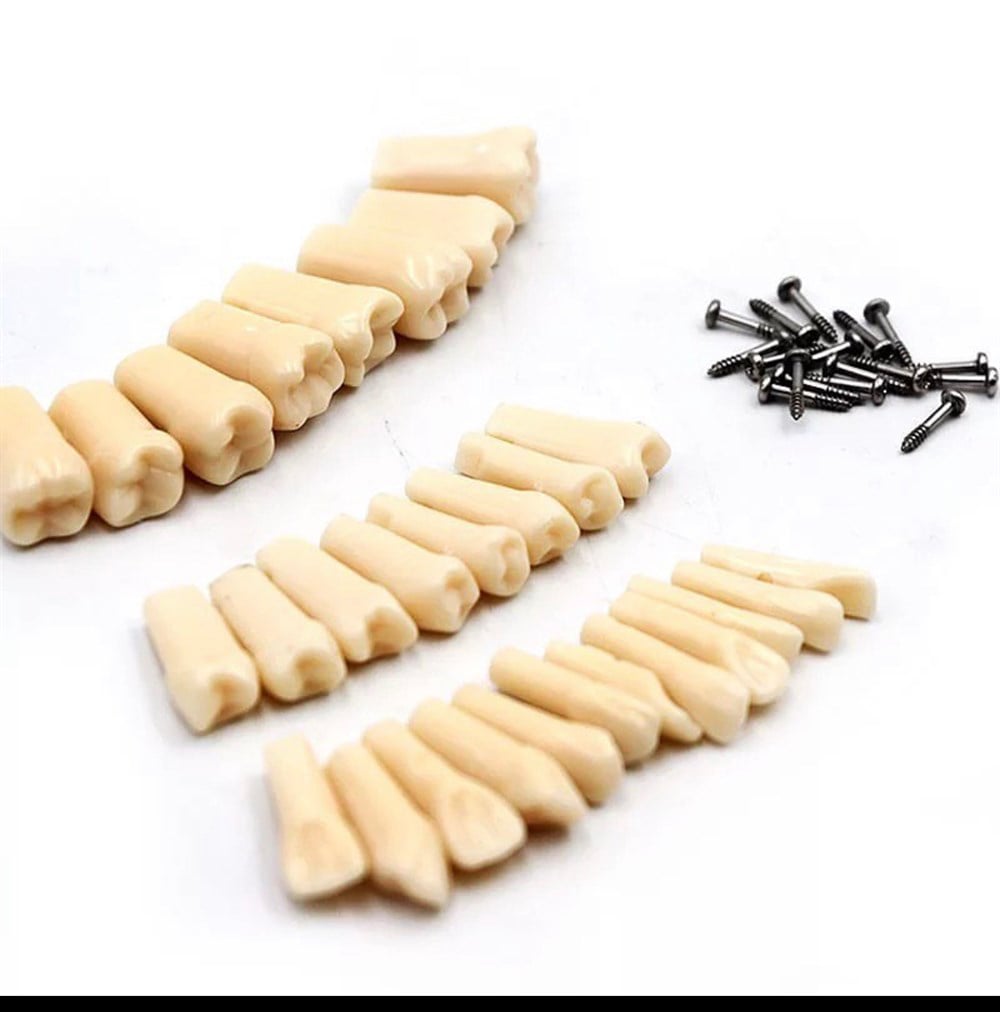 Omega Plus Fantom Çene Yedek Tekli Dişler 32'li Set