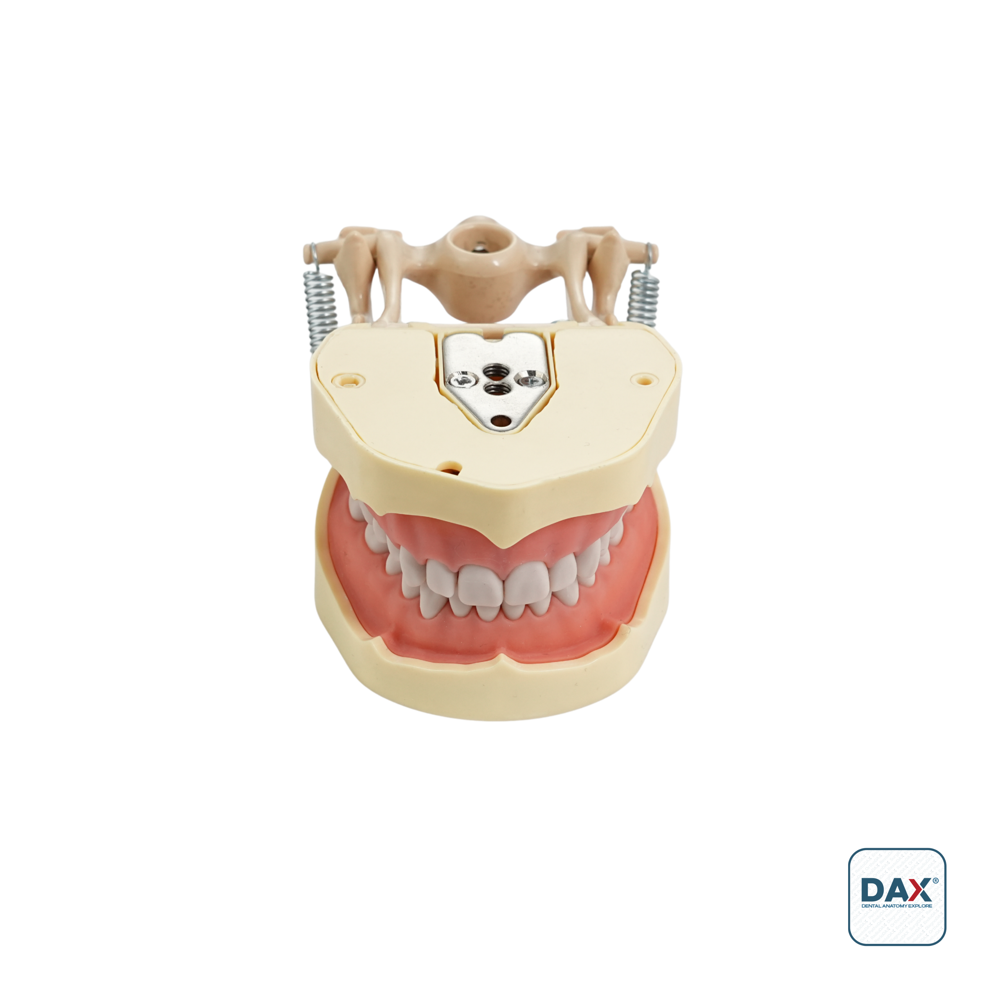 Omega Plus Fantom Etli Çene 28 Dişli Eğitim Modeli