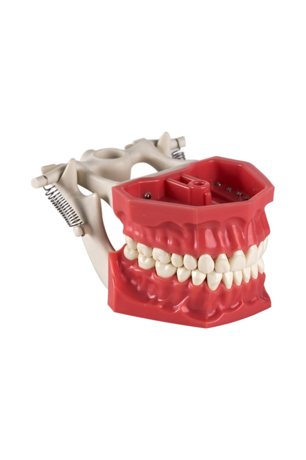 Klass Fantom Çene Endodonti Eğitim Modeli