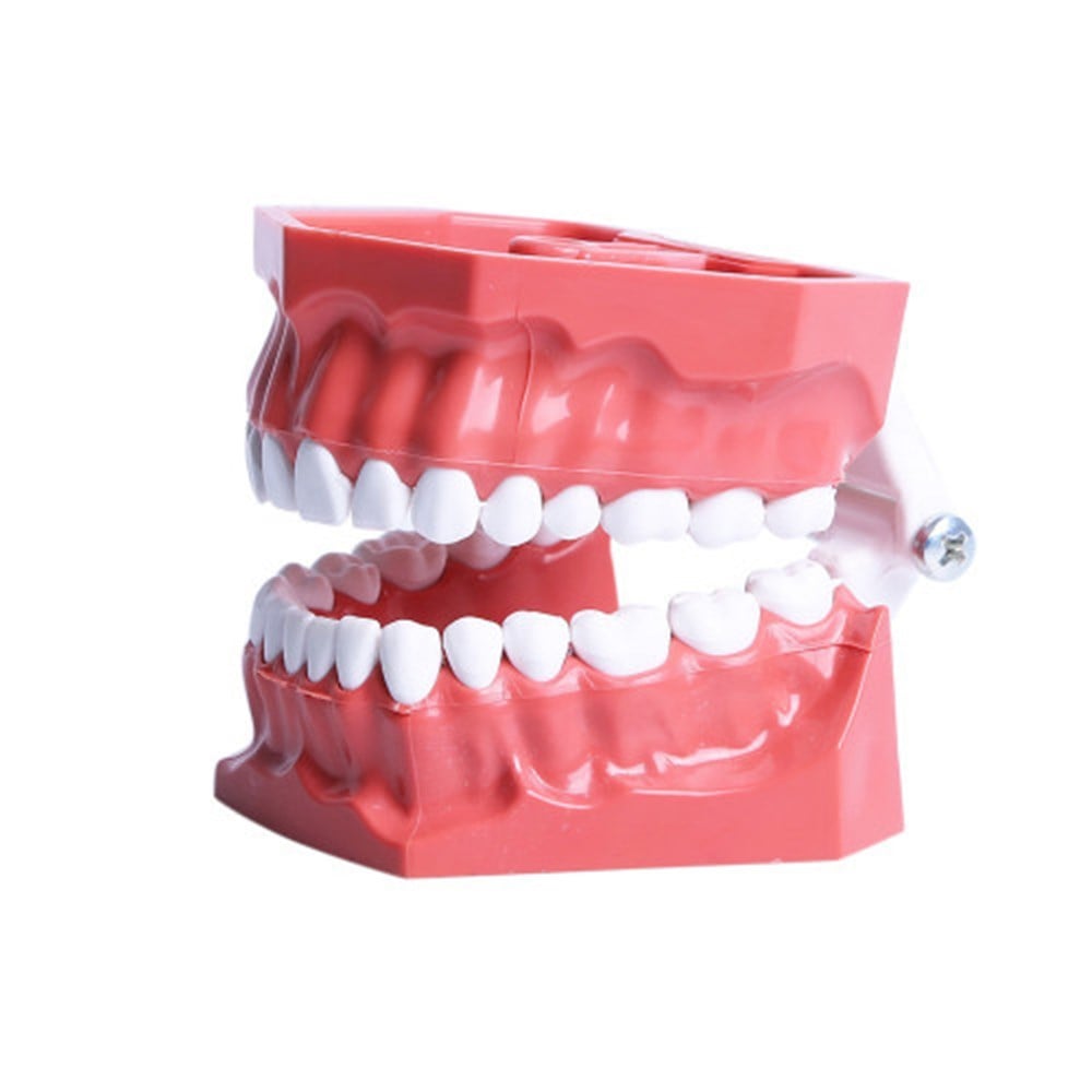 İntegra Plastik Basit Çene 32'li Fantom Eğitim Modeli