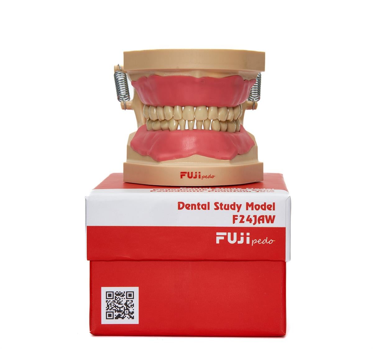 Fuji Pedodontik Fantom Çene - 24 Dişli, Çocuk Diş Tipi, Yumuşak Diş Eti