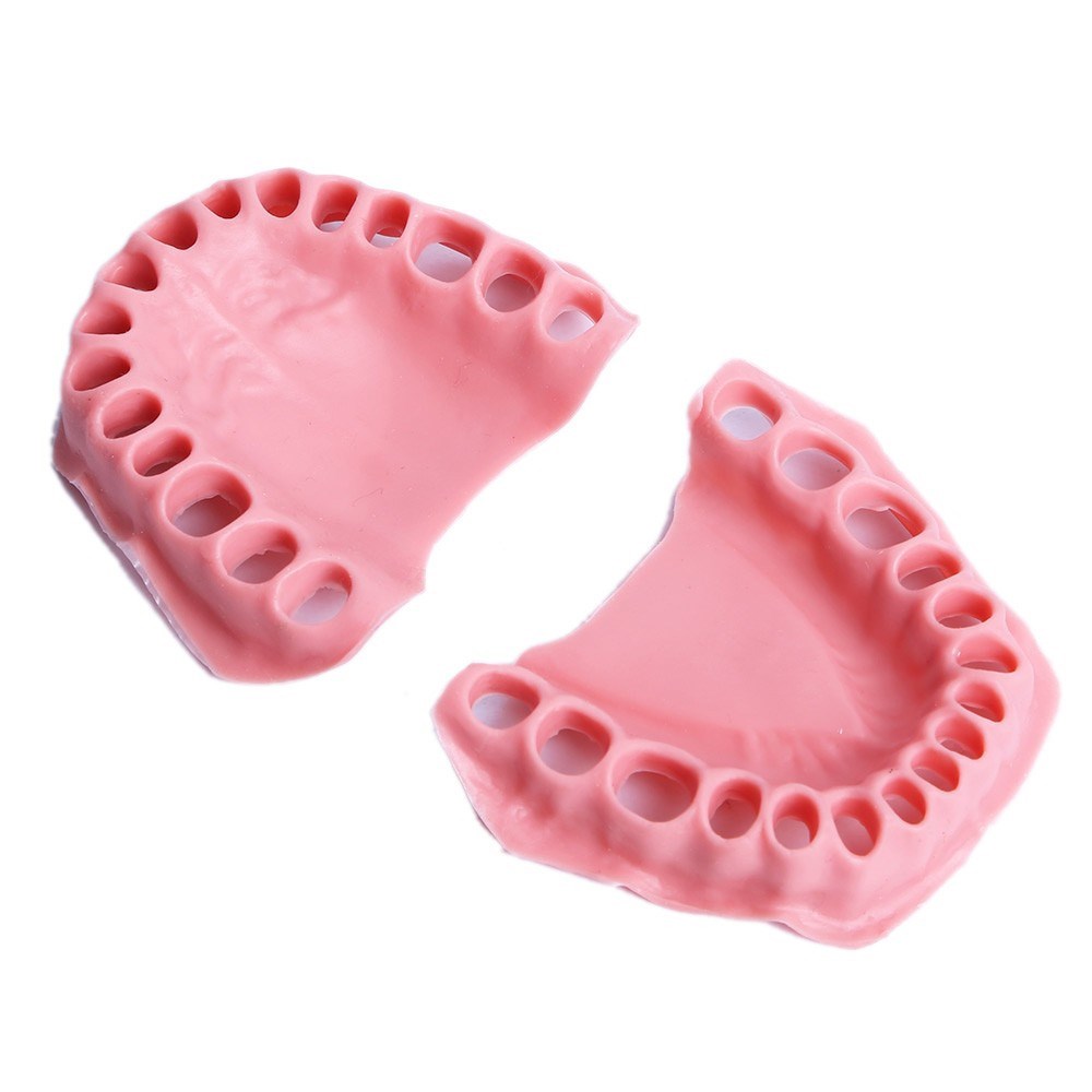 Omega Plus 32 Diş Fantom Eğitim Çene Diş Eti Takımı