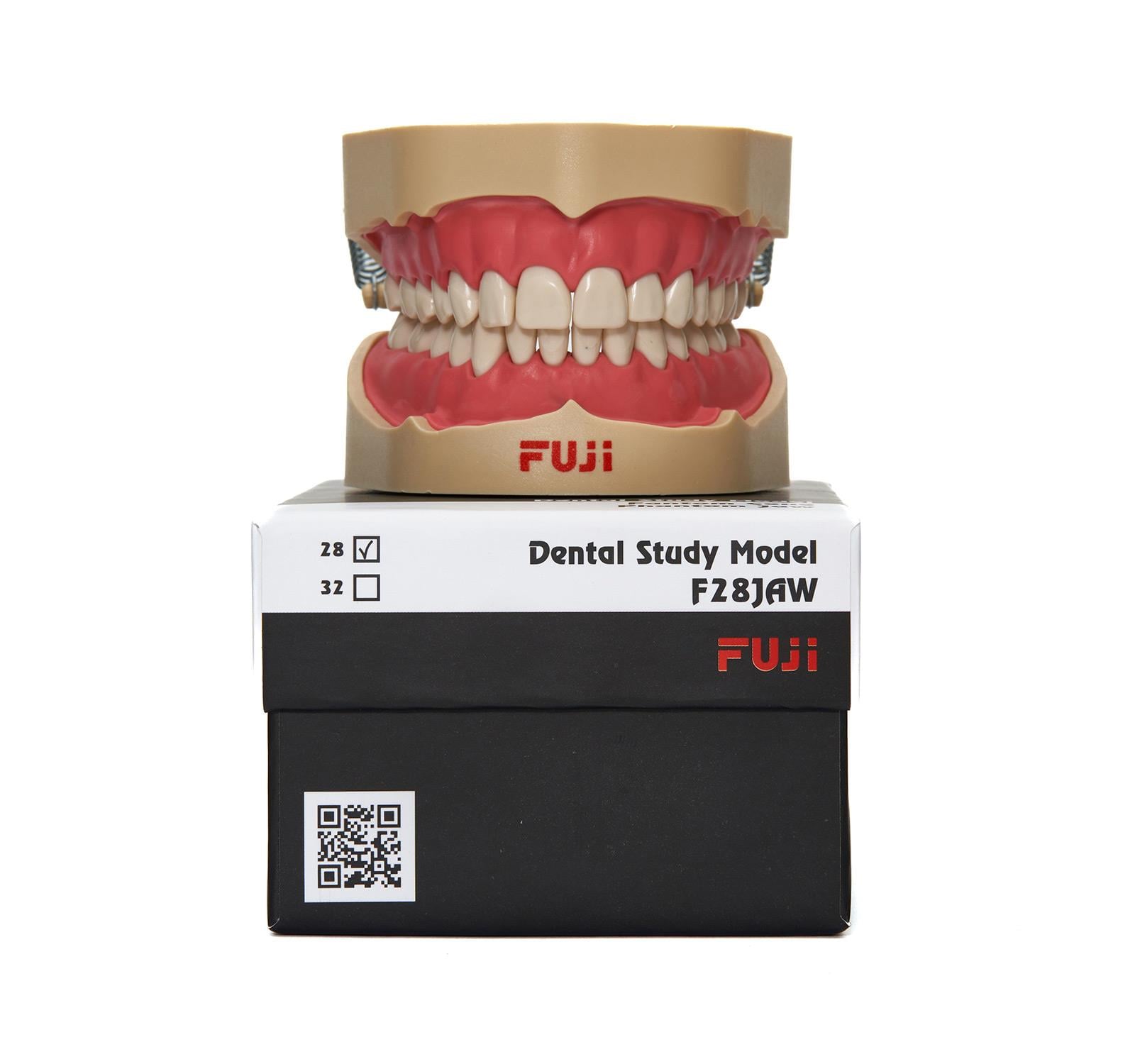 Fuji Fantom Etli Çene 28'li - Diş Hekimliği Eğitim Modeli