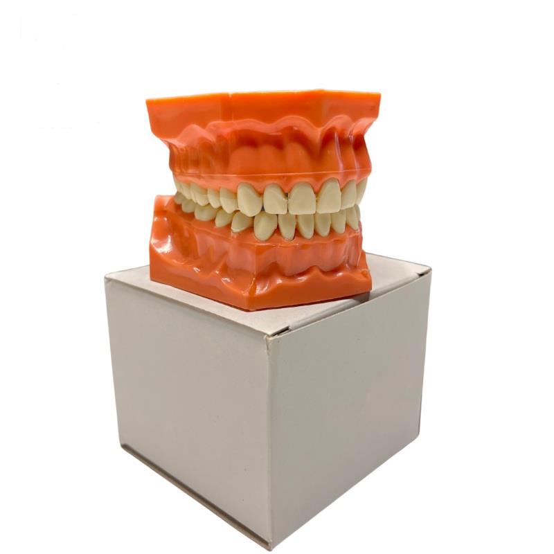 Omega Fantom Çene Sert Dişli 32 Diş - Diş Hekimliği Eğitim Modeli