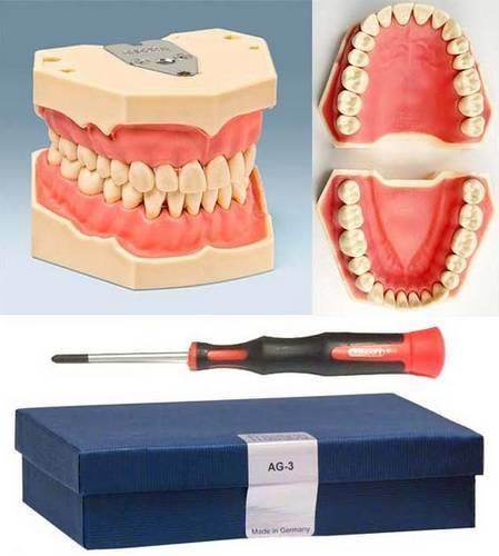 Frasaco AG-3 28 Diş Fantom Çene Modeli - Eğitim ve Simülasyon