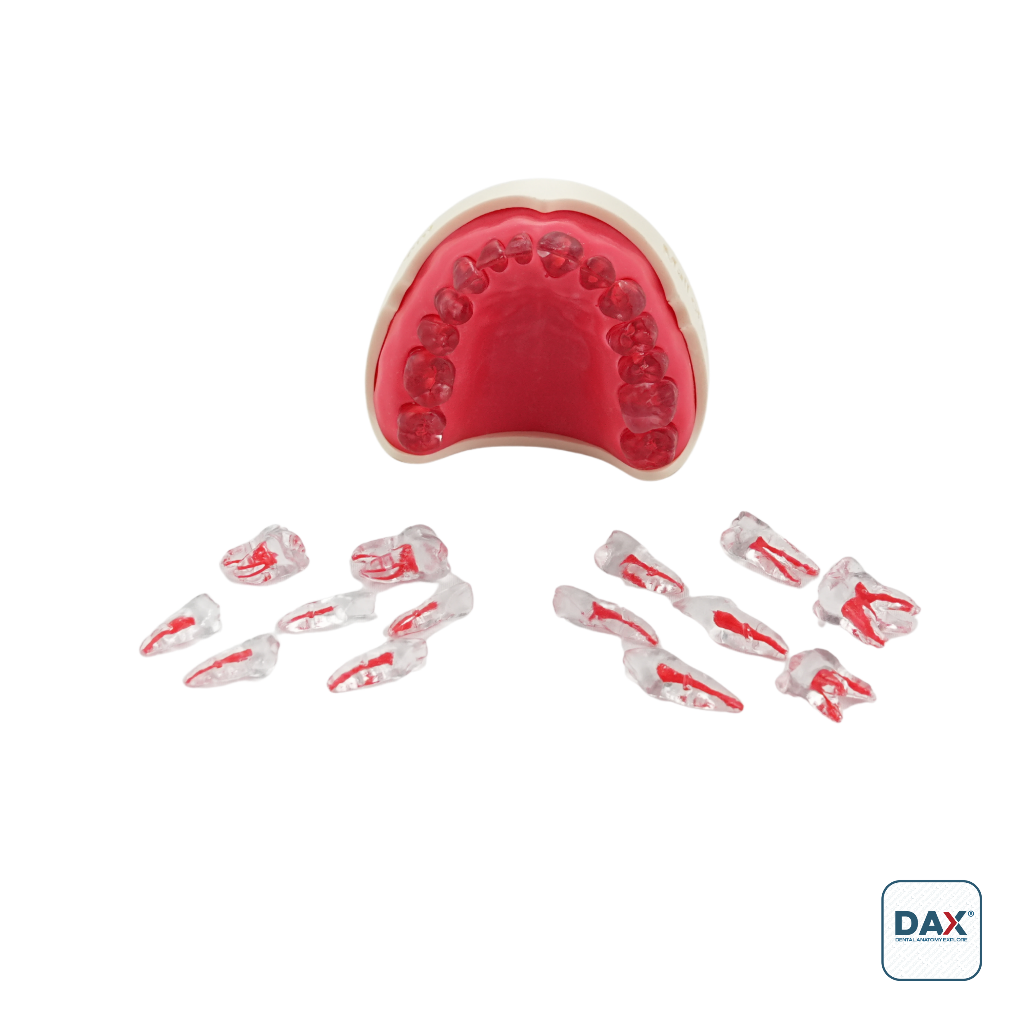 Endodax Endodontik Tek Çene Eğitim Modeli - 14 Dişli