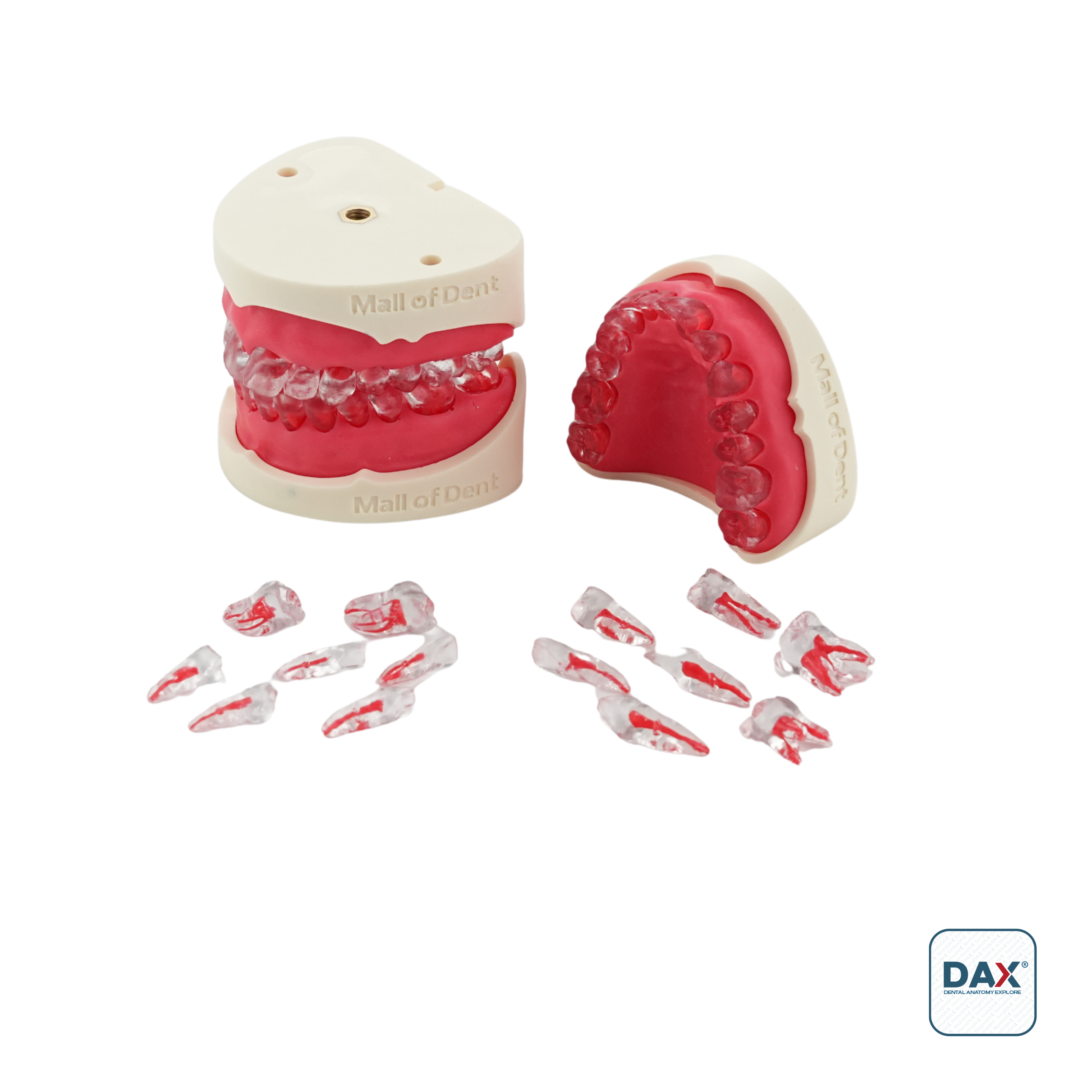 Endodax Endodontik Çene Alt Üst Takım - 28 Dişli Eğitim Modeli