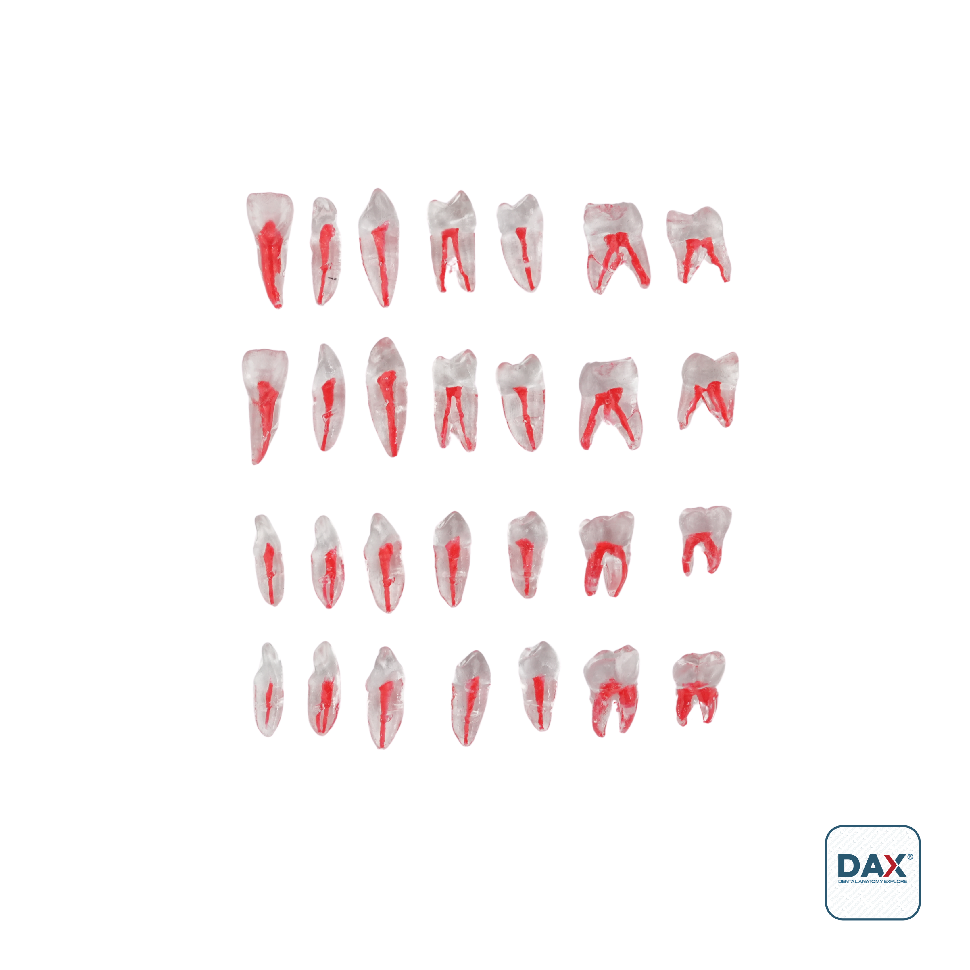 Endodax Endodontik Eğitim Modeli Yedek Diş - Kırmızı Kanallı