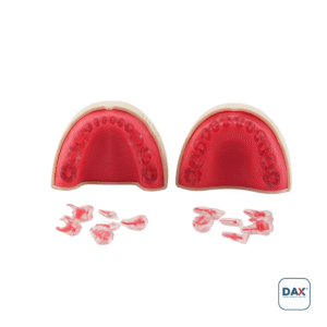 Endodax Endodontik Pedodonti Çene Alt Üst Takım - Pedodontik Eğitim Modeli